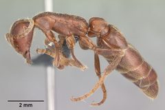 Neivamyrmex nigrescens casent0104061 profile 1 by April Nobile. Used under a CC BY 4.0 license.