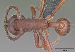 Neivamyrmex nigrescens casent0104124 dorsal 1 by April Nobile. Used under a CC BY 4.0 license.