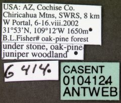Neivamyrmex nigrescens casent0104124 label 1 by April Nobile. Used under a CC BY 4.0 license.
