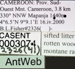 Neivamyrmex pilosus casent0003071 label 1 by April Nobile. Used under a CC BY 4.0 license.
