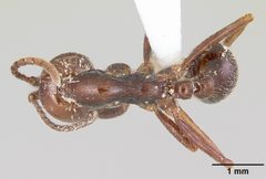 Neivamyrmex pilosus casent0104749 dorsal 1 by April Nobile. Used under a CC BY 4.0 license.