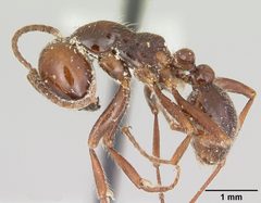 Neivamyrmex pilosus casent0104749 profile 1 by April Nobile. Used under a CC BY 4.0 license.