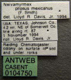 Neivamyrmex pilosus casent0104750 label 1 by April Nobile. Used under a CC BY 4.0 license.