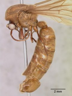Neivamyrmex pilosus casent0104891 profile 1 by April Nobile. Used under a CC BY 4.0 license.