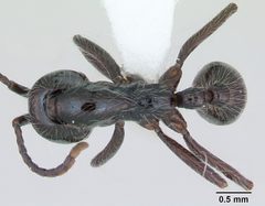 Neivamyrmex pilosus casent0173530 dorsal 1 by April Nobile. Used under a CC BY 4.0 license.