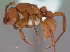 Nomamyrmex esenbeckii casent0010792 profile 1 by wikipedia. Used under a CC BY 4.0 license.