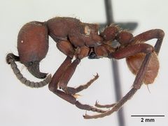 Nomamyrmex esenbeckii casent0052318 profile 1 by April Nobile. Used under a CC BY 4.0 license.