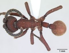 Nomamyrmex esenbeckii casent0173657 dorsal 1 by April Nobile. Used under a CC BY 4.0 license.