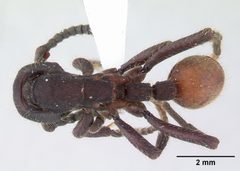 Nomamyrmex esenbeckii casent0178606 dorsal 1 by April Nobile. Used under a CC BY 4.0 license.