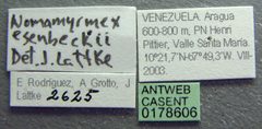 Nomamyrmex esenbeckii casent0178606 label 1 by April Nobile. Used under a CC BY 4.0 license.