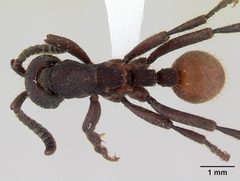 Nomamyrmex esenbeckii casent0178607 dorsal 1 by April Nobile. Used under a CC BY 4.0 license.