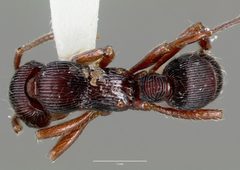 Gnamptogenys triangularis casent0006087 dorsal 1 by wikipedia. Used under a CC BY 4.0 license.