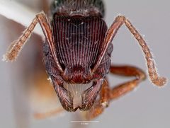 Gnamptogenys triangularis casent0006087 head 1 by wikipedia. Used under a CC BY 4.0 license.
