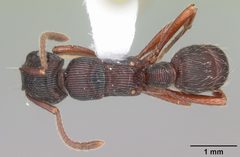 Gnamptogenys triangularis casent0103948 dorsal 1 by April Nobile. Used under a CC BY 4.0 license.