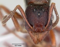 Gnamptogenys triangularis casent0104851 head 1 by April Nobile. Used under a CC BY 4.0 license.