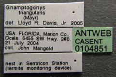 Gnamptogenys triangularis casent0104851 label 1 by April Nobile. Used under a CC BY 4.0 license.