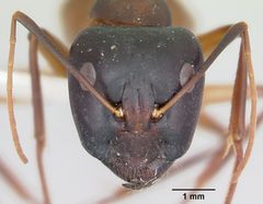 Camponotus acutirostris casent0103413 head 1 by April Nobile. Used under a CC BY 4.0 license.