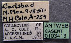 Camponotus acutirostris casent0103413 label 1 by April Nobile. Used under a CC BY 4.0 license.