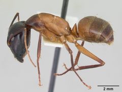 Camponotus acutirostris casent0103413 profile 1 by April Nobile. Used under a CC BY 4.0 license.