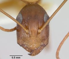Camponotus acutirostris casent0103414 head 1 by April Nobile. Used under a CC BY 4.0 license.