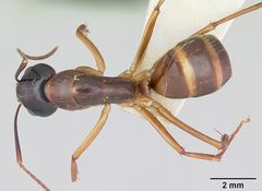 Camponotus americanus casent0172605 dorsal 1 by April Nobile. Used under a CC BY 4.0 license.