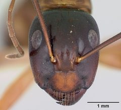 Camponotus americanus casent0172605 head 1 by April Nobile. Used under a CC BY 4.0 license.