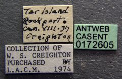 Camponotus americanus casent0172605 label 1 by April Nobile. Used under a CC BY 4.0 license.