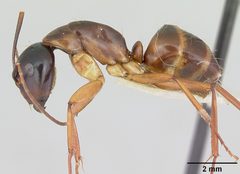 Camponotus americanus casent0172605 profile 1 by April Nobile. Used under a CC BY 4.0 license.