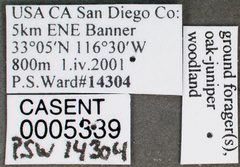 Camponotus anthrax casent0005339 label 1 by wikipedia. Used under a CC BY 4.0 license.