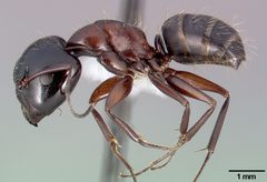 Camponotus anthrax casent0005339 profile 1 by April Nobile. Used under a CC BY 4.0 license.