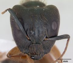 Camponotus atriceps casent0173391 head 1 by April Nobile. Used under a CC BY 4.0 license.