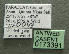 Camponotus atriceps casent0173391 label 1 by Michele Esposito. Used under a CC BY 4.0 license.