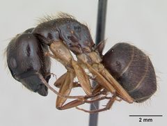 Camponotus atriceps casent0173391 profile 1 by April Nobile. Used under a CC BY 4.0 license.