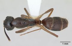 Camponotus atriceps casent0173392 dorsal 1 by April Nobile. Used under a CC BY 4.0 license.