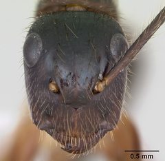 Camponotus atriceps casent0173392 head 1 by April Nobile. Used under a CC BY 4.0 license.
