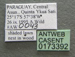 Camponotus atriceps casent0173392 label 1 by Michele Esposito. Used under a CC BY 4.0 license.