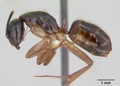 Camponotus atriceps casent0173392 profile 1 by April Nobile. Used under a CC BY 4.0 license.