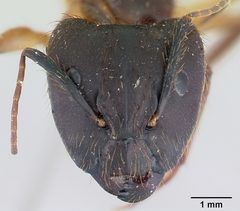 Camponotus atriceps casent0178616 head 1 by April Nobile. Used under a CC BY 4.0 license.