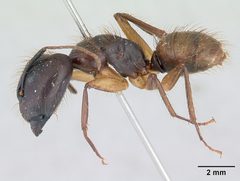 Camponotus atriceps casent0178616 profile 1 by April Nobile. Used under a CC BY 4.0 license.