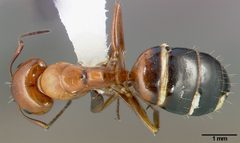 Camponotus bakeri casent0005340 dorsal 1 by April Nobile. Used under a CC BY 4.0 license.