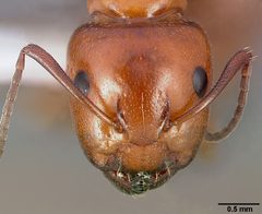 Camponotus bakeri casent0005340 head 1 by April Nobile. Used under a CC BY 4.0 license.