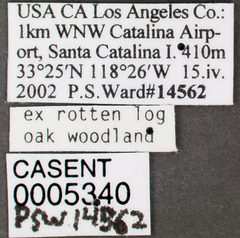 Camponotus bakeri casent0005340 label 1 by wikipedia. Used under a CC BY 4.0 license.