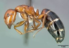 Camponotus bakeri casent0005340 profile 1 by April Nobile. Used under a CC BY 4.0 license.
