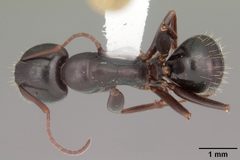 Camponotus caryae casent0103652 dorsal 1 by April Nobile. Used under a CC BY 4.0 license.
