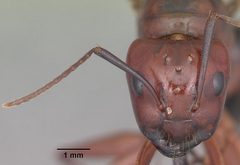 Camponotus castaneus casent0103656 head 1 by April Nobile. Used under a CC BY 4.0 license.