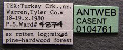 Camponotus castaneus casent0104761 label 1 by April Nobile. Used under a CC BY 4.0 license.