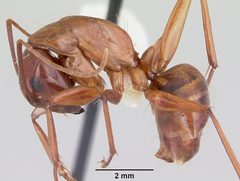 Camponotus castaneus casent0104761 profile 1 by April Nobile. Used under a CC BY 4.0 license.