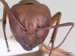 Camponotus castaneus casent0104977 head 1 by April Nobile. Used under a CC BY 4.0 license.