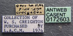 Camponotus castaneus casent0172603 label 1 by April Nobile. Used under a CC BY 4.0 license.