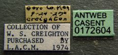 Camponotus castaneus casent0172604 label 1 by April Nobile. Used under a CC BY 4.0 license.